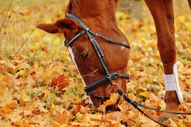 horse animal ride reiterhof brown coupling meadow 4k