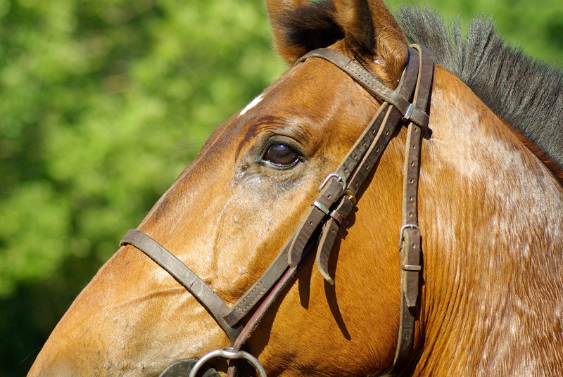 horse flange horseback riding dressage 4k