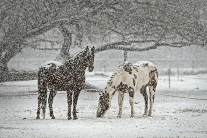 horse equine snow snowfall winter equestrian 4k