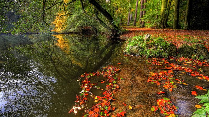 park, autumn, leaves, pond, trees, plate, 4k