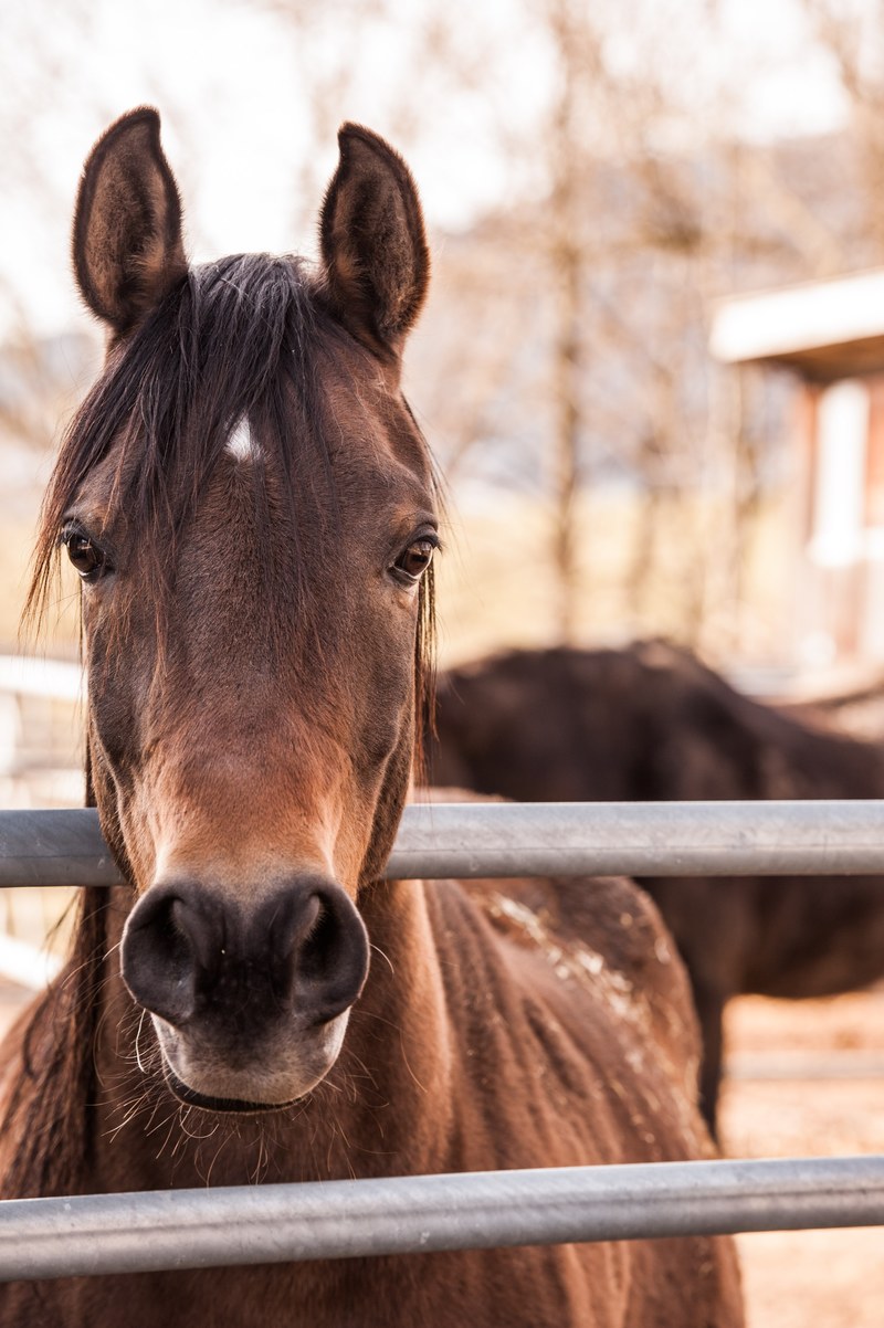 horse arabs stallion ride horse head 4k