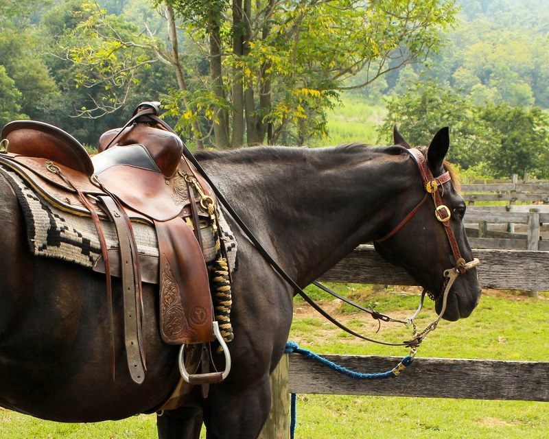 horse western saddle pomel horn stirrup cantle 4k