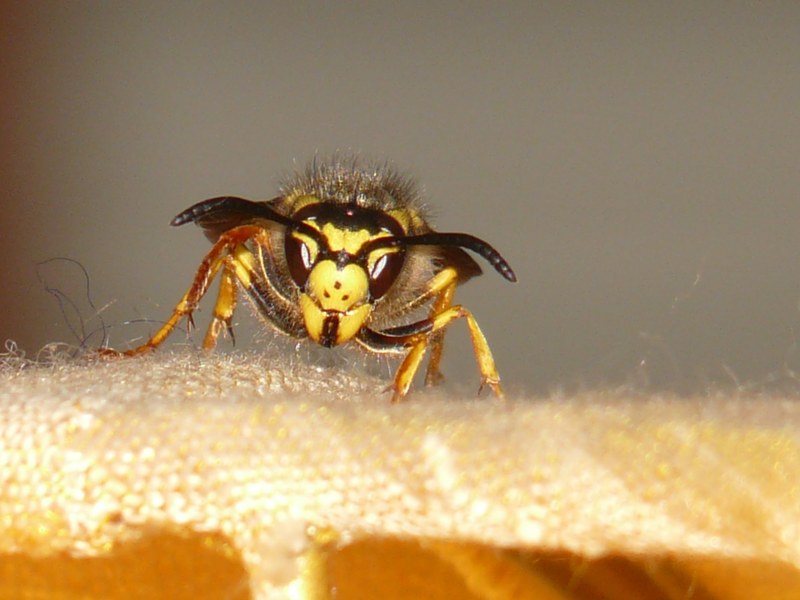 hornet wasp insect sting macro close toxic 4k