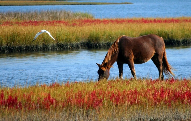 horse wild horse marsh pony swamp grazing gull 4k