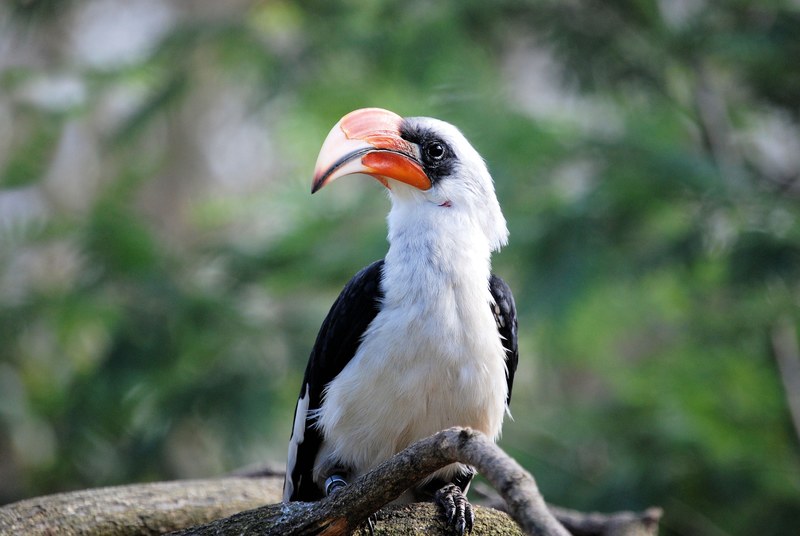 hornbill bird tropical zoo bill beak feather 4k