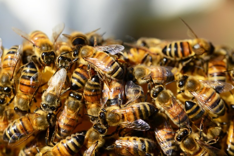 honey bees beehive honey bees swarm of bees 4k