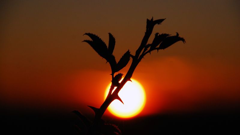 plants, sunset, nature, sky, 4k