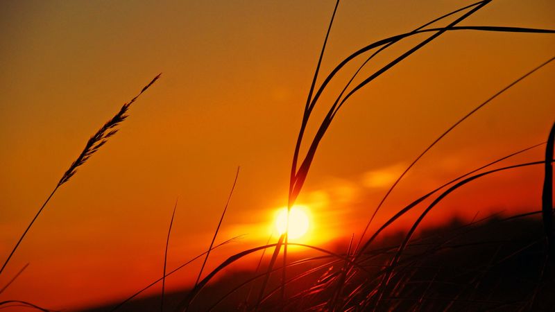 herbs, plants, sunset, sky, 4k