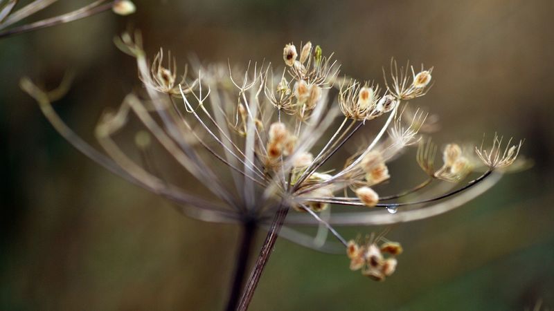 plant, shape, grass, background, 4k