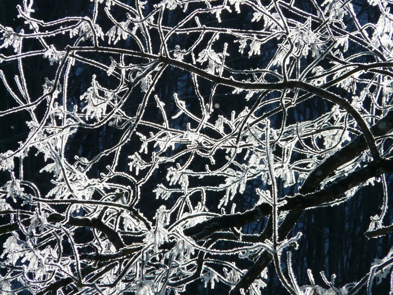 hoarfrost tree branch frost cold winter frozen 4k