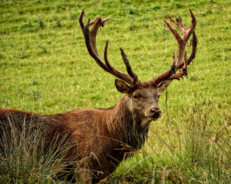 hirsch red deer cervus elaphus antler 4k