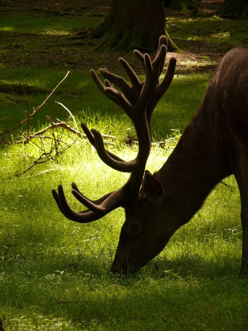 hirsch red deer animal antler graze forest food 4k