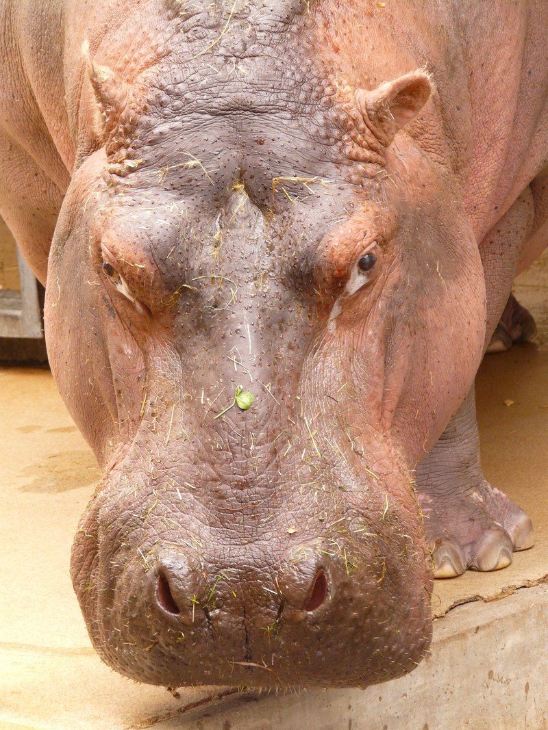 hippopotamus hippo paarhufer mammal africa hard 4k