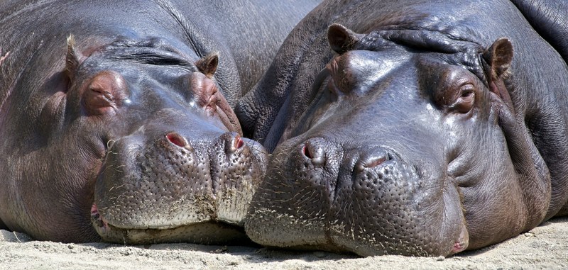 hippo mammal wildlife nature wild big head 4k