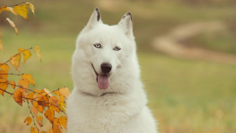 husky, dog, forest, tree, branch, autumn, 4k
