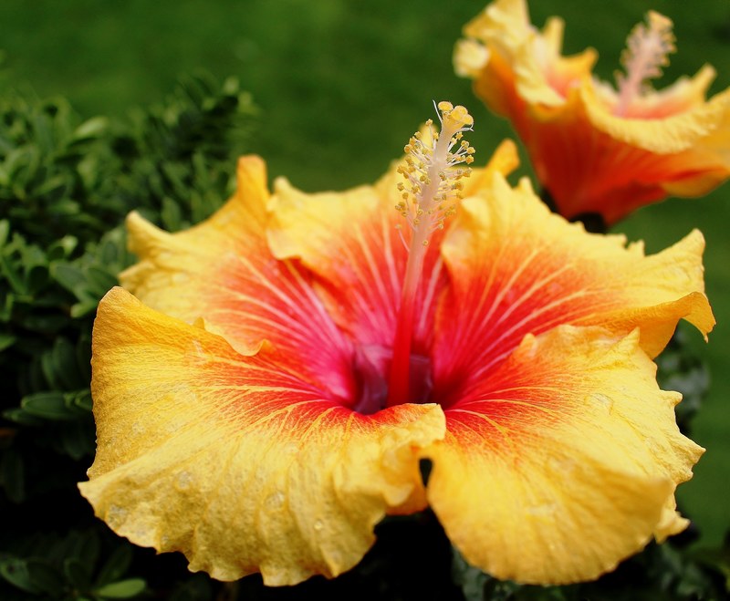 hibiscus mallow flowers pistil yellow red 4k