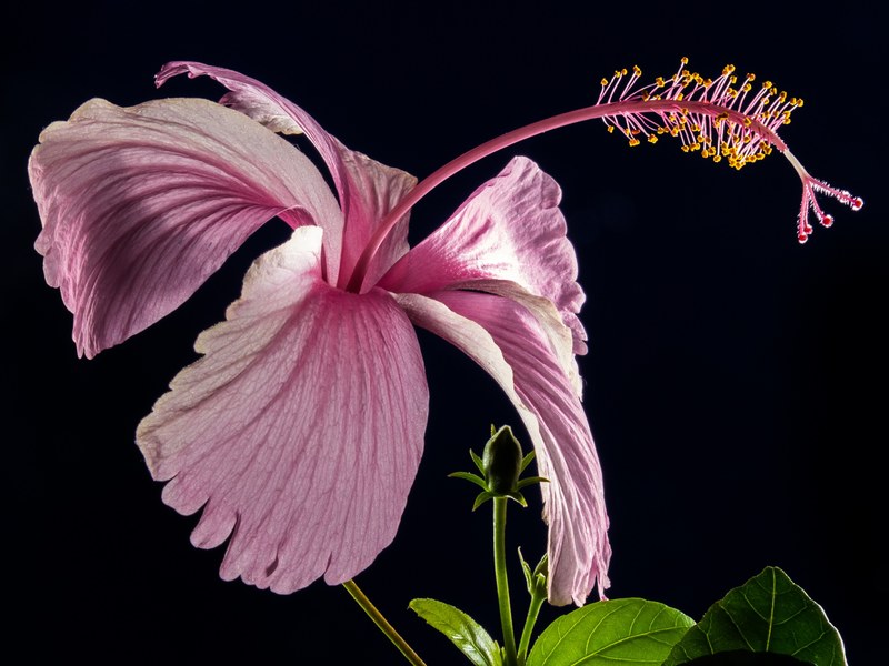hibiscus blossom bloom flower pink marshmallow 4k
