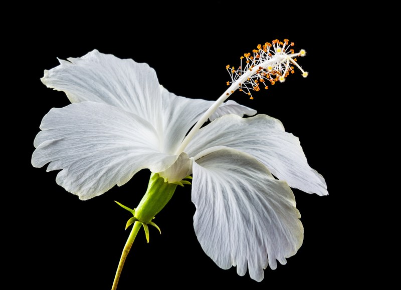 hibiscus blossom bloom flower white marshmallow 4k