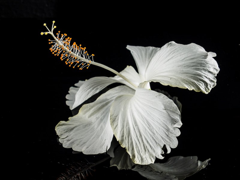 hibiscus blossom bloom flower white marshmallow 4k