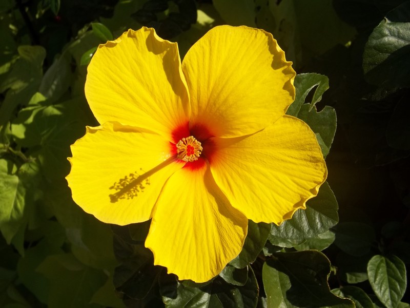hibiscus yellow flower rosa sinensis hawaiian 4k