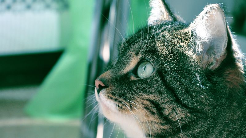 cat, muzzle, background, bathroom, profile, thick, 4k