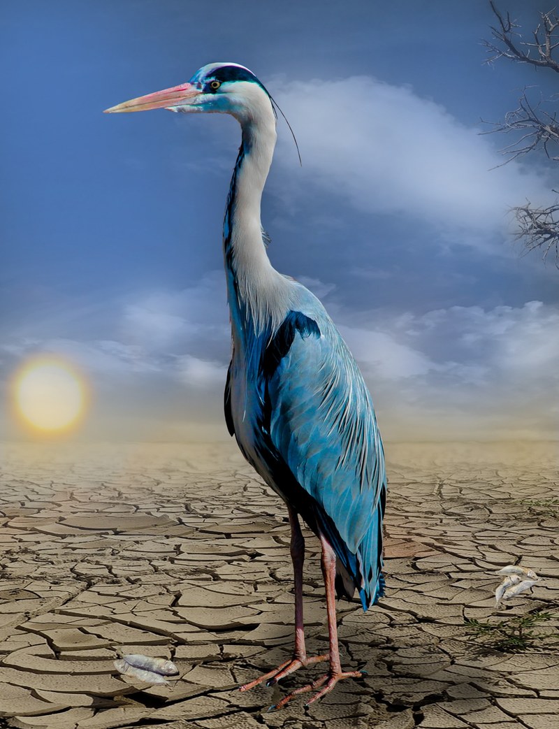 heron fish drought hunger dehydrated heat cracked 4k