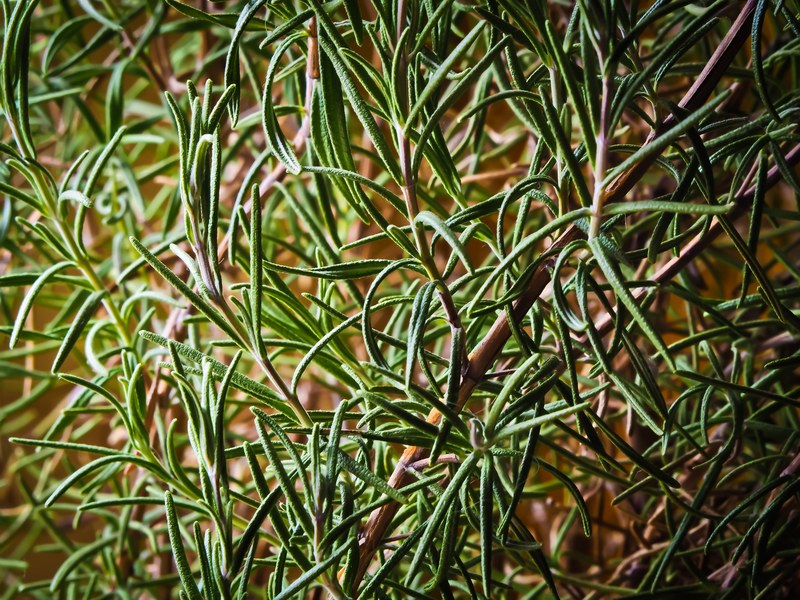 herbs spice plant food nature mediterranean 4k