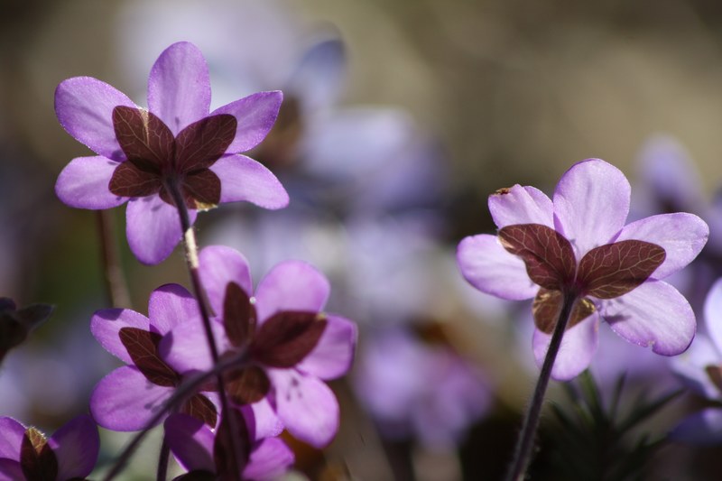 hepatica plant flower spring spring plant 4k