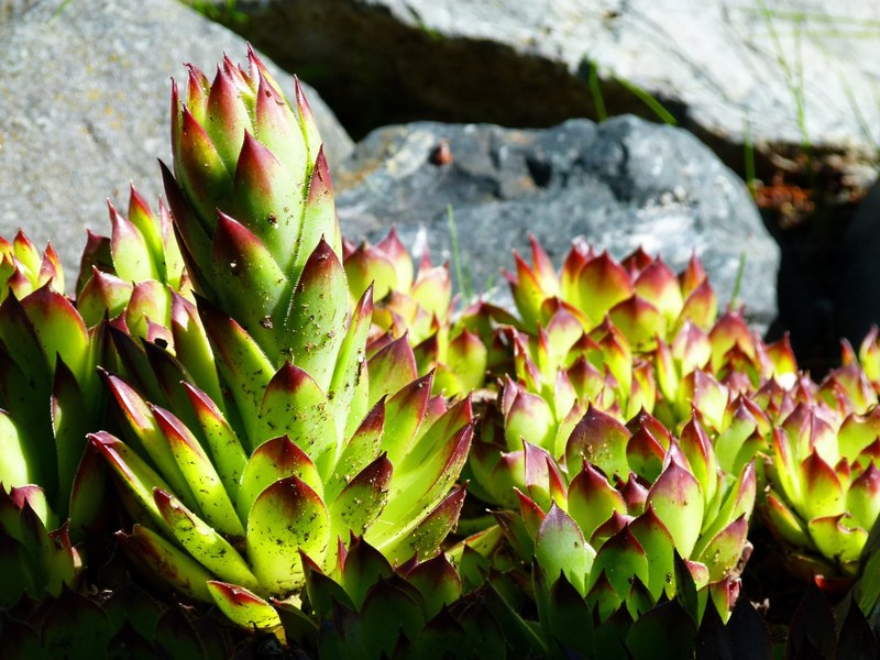 hens and chicks succulent plant nature garden 4k