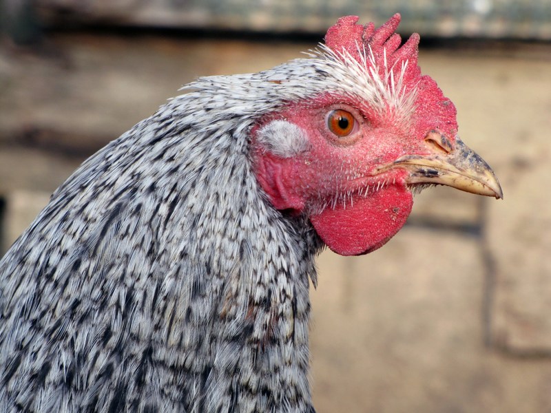 hen bird poultry pets head 4k