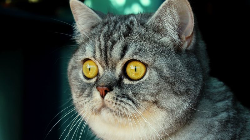 cat, muzzle, fear, striped, look, 4k