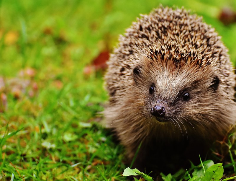 hedgehog child young hedgehog hedgehog animal spur 4k