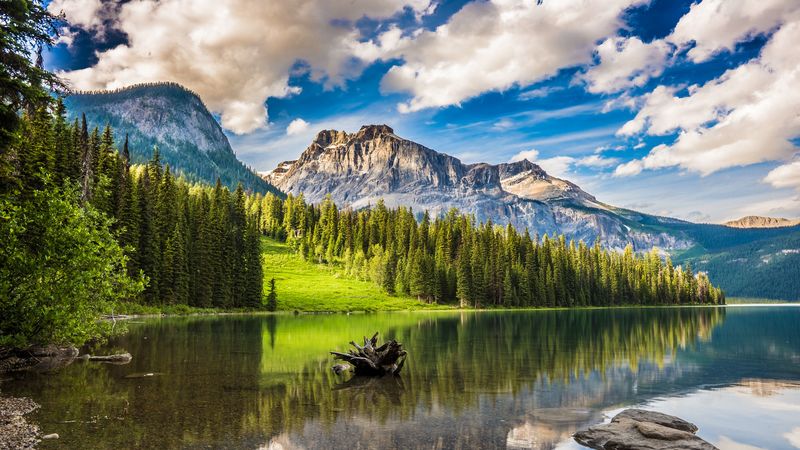 mountains, forest, lake, snag, 4k