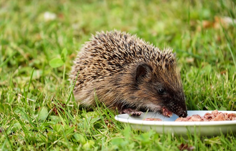 hedgehog animal mammal hannah young meal 4k