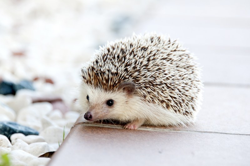 hedgehog animal baby cute small pet 4k