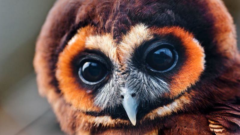 owl, baby, muzzle, eyes, feathers, 4k