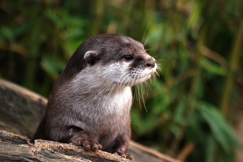 head details otter close up whiskers cute fur 4k