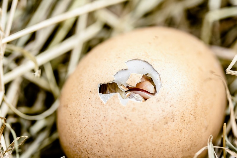 hatching chicks egg shell break bill egg poultry 4k