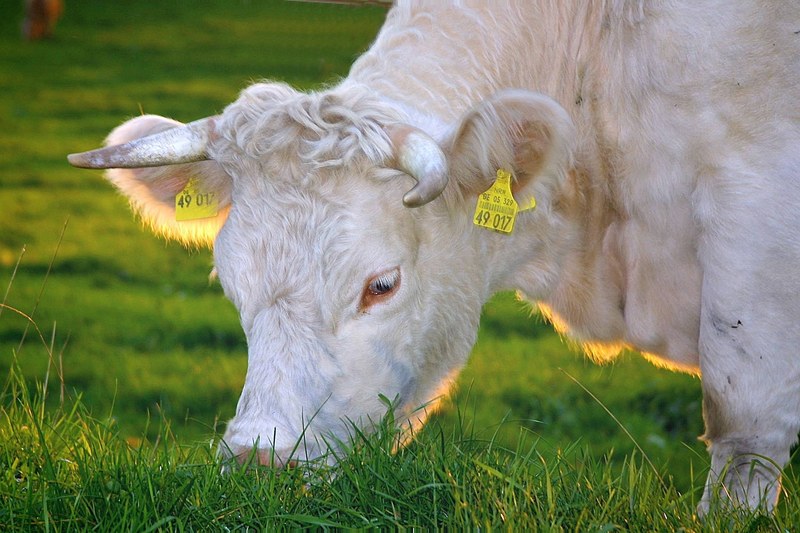 happy cows beef milk cow cows cattle bio 4k