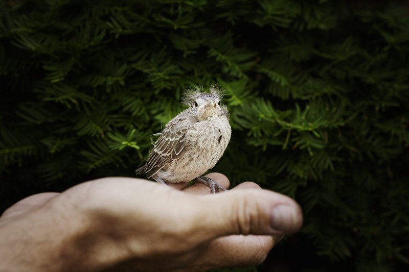 hand baby cardinal cardinal bird fly wings 4k