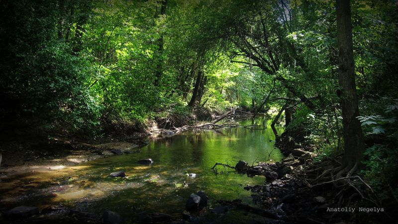 wood, river, stones, anatoliy negelya, thickets, 4k