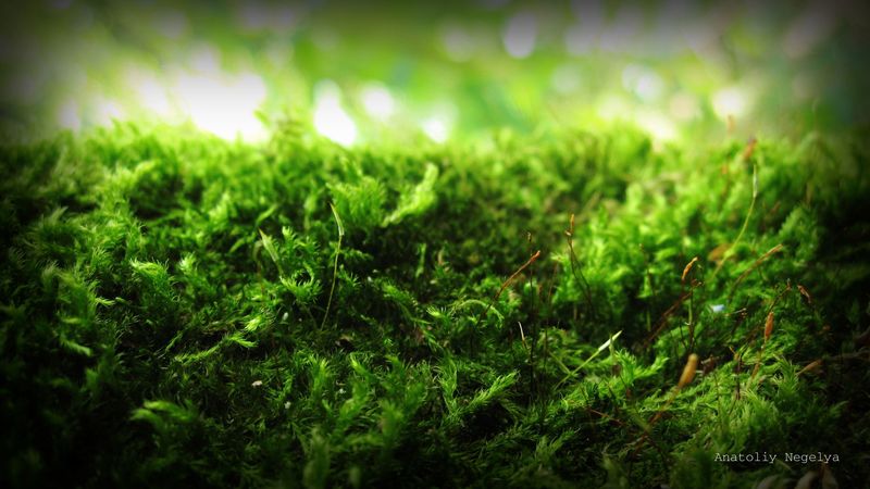 moss, green, macro, signature, anatoliy nigelya, 4k