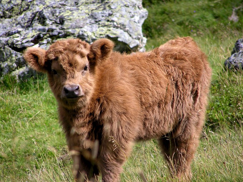 haighlander cow animal puppy animals pasture 4k