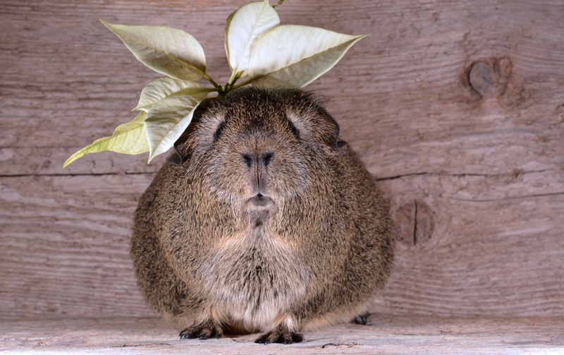 guinea pig smooth hair lemonagouti pet blossom 4k