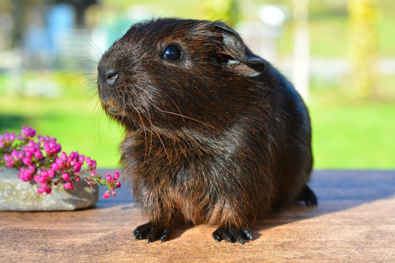 guinea pig smooth hair gold agouti young animal 4k