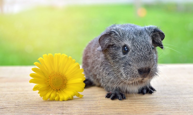 guinea pig smooth hair silver black and white agouti 4k