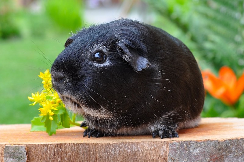 guinea pig rodent animal smooth hair silver fox 4k