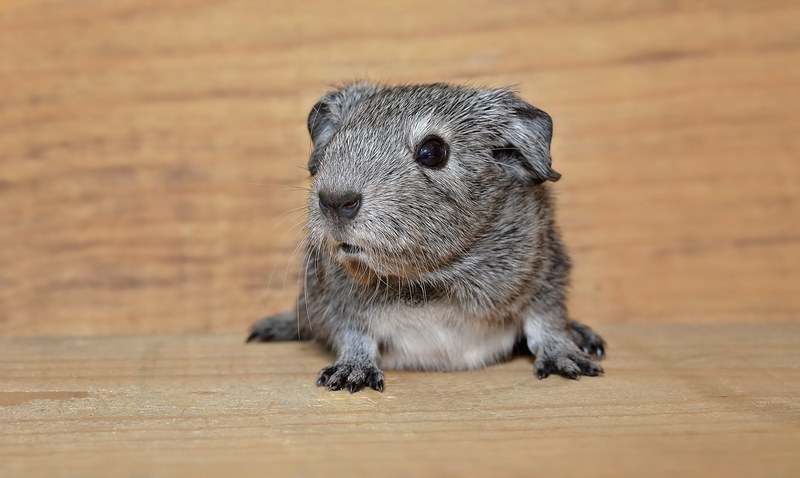 guinea pig smooth hair young animal 4k