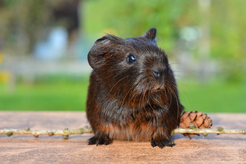 guinea pig pet nager rodent animal cute brown 4k