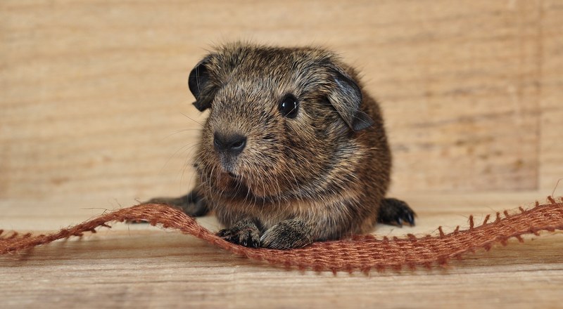 guinea pig animal fur cute smooth hair 4k